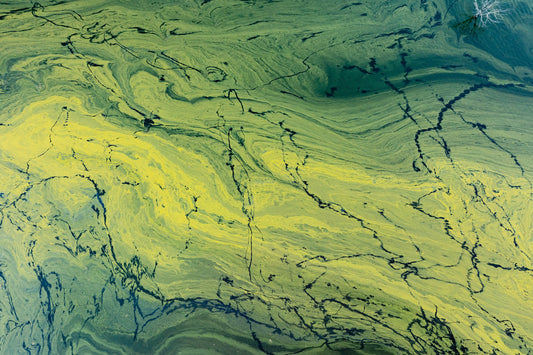 NEPHが生まれた背景